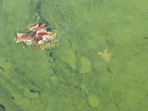 Blue-Green Algae in Forest Hill Lake