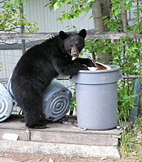 bear_in_garbage[1]